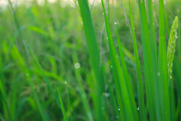 Obraz na płótnie Canvas water drops on leaf rice in field countryside abound