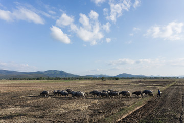 Obraz premium herd of buffalo in field,Thailand