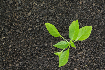 green tree sprout plants growing hope ecology on white background