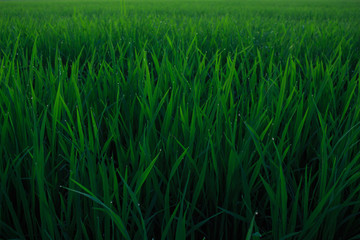water drops on leaf rice in field countryside abound