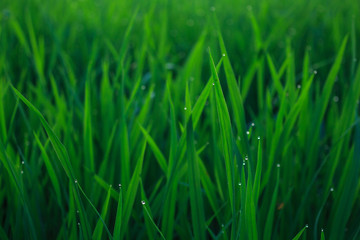 water drops on leaf rice in field countryside abound