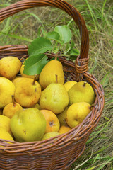 Pears