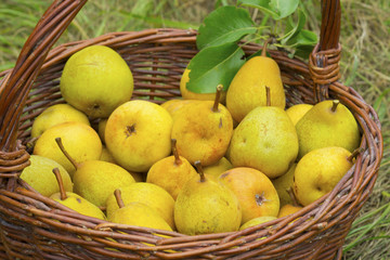 Pears
