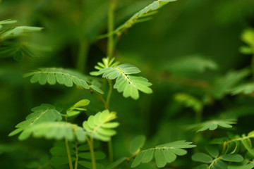 selective focus of tamarind leaf green leaves