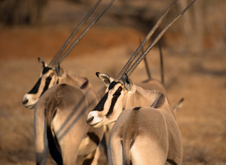 Kenya
