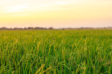 green rice  field harvest on sunset nature landscape background