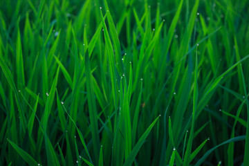 water drops on leaf rice in field countryside abound