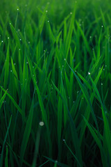 water drops on leaf rice in field countryside abound