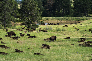 Bison 