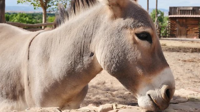 Donkey in old west yawning