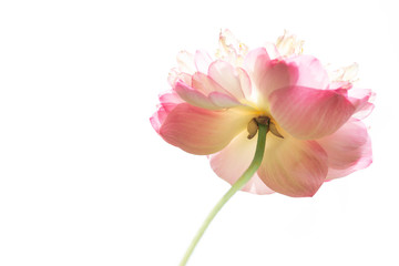 Beautiful pink lotus flowers  on white background