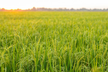 rice paddy field plant natural food countryside abound thailand