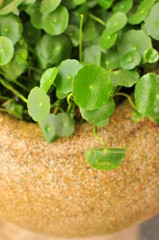 Green Leaves in Garden, in a big stone pot, round shape, thin stem, 