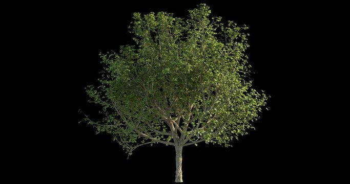 4k footage of windy tree for architectural visualization with cutout mask