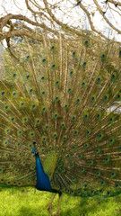 Obraz premium peacock feathers