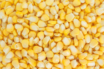 corn organic food nature background