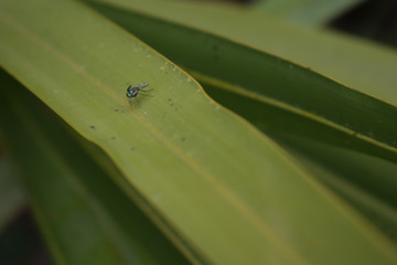 Get Rid of Pests