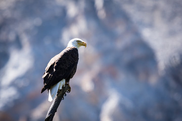 Bald Eagle perched on branch