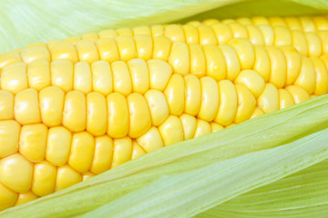 corn on the cob, husk organic food nature background