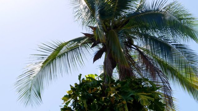 Low angle view of a palm tree on a tropical beach. Ixtapa, Zihuatanejo, Mexico.