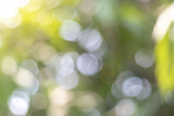 Obraz premium Abstract background with green leaves in tree top out of focus background from nature.