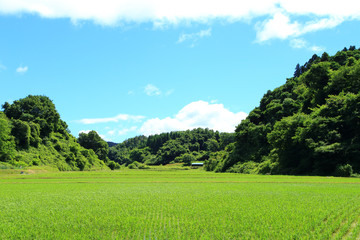 Paddy field in Fukushima, Japan