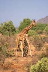 Giraffe
