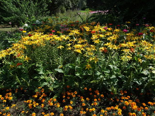 Fototapeta premium Summer flowers. Lily and zinnia. 