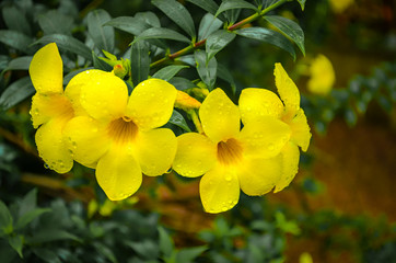 Four beautiful yellow flowers with water drops in formation.