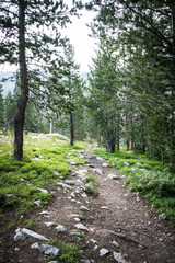 Trail in Idaho forest