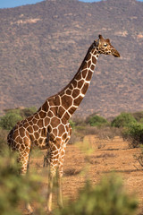Giraffe