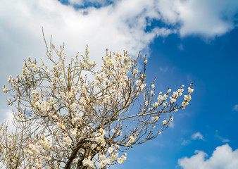 梅　綱敷天満宮