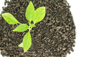 green tree sprout plants growing hope ecology on ground background