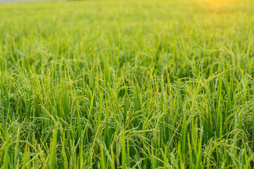rice paddy field plant natural food countryside abound thailand