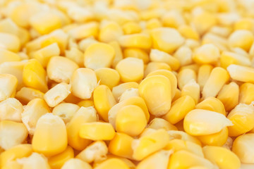 corn organic food nature background