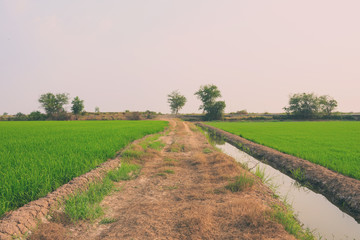 road and pathway summer vintage nature background