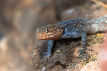 lizard