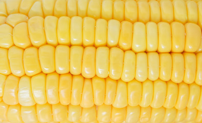 corn organic food nature background