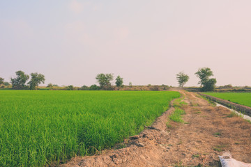 road and pathway summer vintage nature background