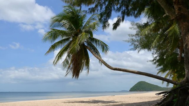 Coconut Palm tree on the beach.