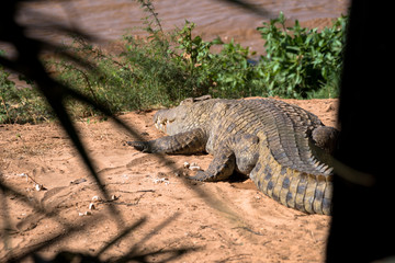 Crocodile