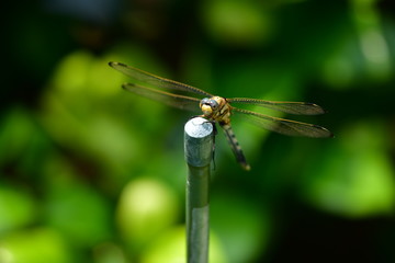 昆虫イメージ素材、シオカラトンボのメス、ムギワラトンボ、前、顔