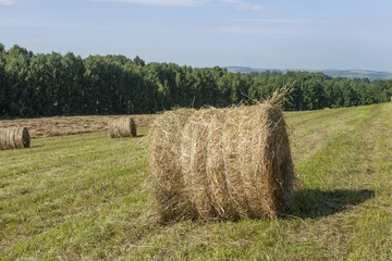 Hay bale on the field on a sunny day. Landscape with golden hay, blue sky, green trees. Harvesting in the fall in Russia.