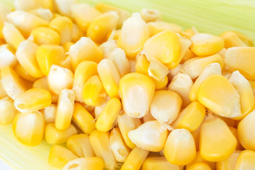 corn on the cob, husk organic food nature background