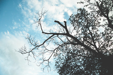 Trees, light and sky