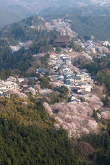 Obraz premium Yoshinoyama sakura cherry blossom . Mount Yoshino in Nara Prefecture, Japan's most famous cherry blossom viewing spot