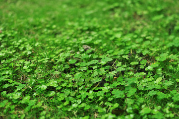 green four leaf clover covering the grown