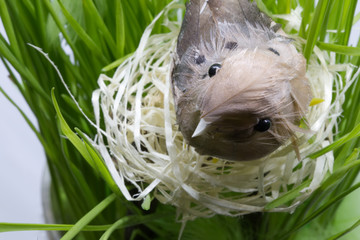 Naklejka na ściany i meble Bird in the nest arrangement.jpg