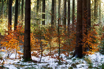 Lichtstimmung im Herbstwald