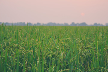 rice grass vintage paddy field plant nature food countryside landscape